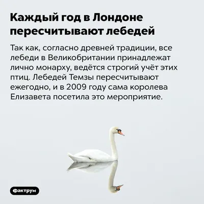 10 интересных фактов о птицах