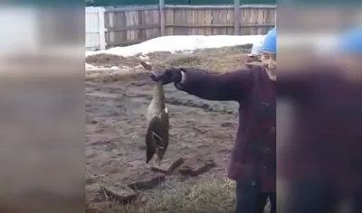 Из-за новогодних фейерверков в Черновцах погибли десятки птиц: жуткие фото  - svezhie-novosti-chernovcov - 24 Канал