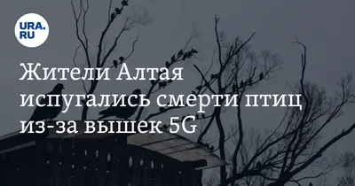 Конспект НОД по развитию речи в подготовительной группе «Перелётные птицы»  (6 фото). Воспитателям детских садов, школьным учителям и педагогам -  Маам.ру