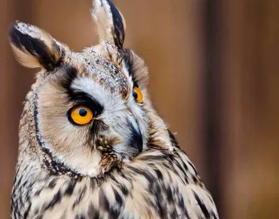 ХАРАКТЕРИСТИКА «АБАЗИНСКОЙ» КОЛОНИИ ЛАСТОЧКИ RIPARIA RIPARIA (AVES) ДОЛИНЫ  РЕК