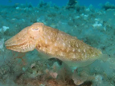 Живой Морской Кальмар Без Воды На Красном Фоне — стоковые фотографии и  другие картинки Без людей - Без людей, Безпозвоночное, Влажный - iStock