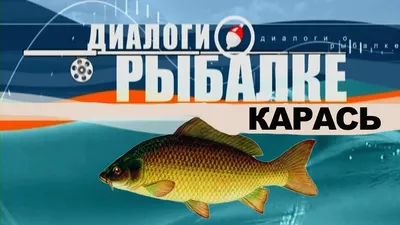 Карась - виды карася и чем их отличие. Вкусовые качества карася | Рыбалка  63 | Дзен