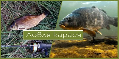 Фигурка пресноводного карася, коллекционные игрушки, фигурки животных для  детей, пластмассовые игрушечные модели | AliExpress