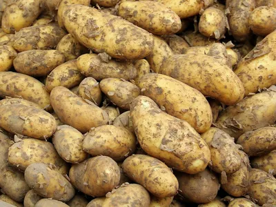 Белый картофель в корзине новый урожай, картофель, сырой, урожай фон  картинки и Фото для бесплатной загрузки