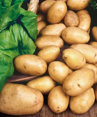 Сколько лет культуре картофеля и как он пришел в наш рацион? | Культура |  ШколаЖизни.ру