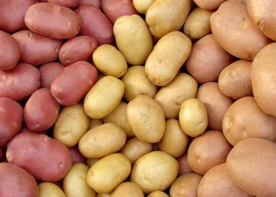 Почему украинский картофель никому не нужен, даже несмотря на очень низкую  цену? • EastFruit