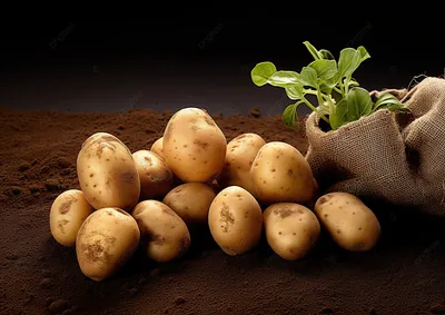 Купить картофель новый урожай +- 500 г, цены на Мегамаркет | Артикул:  100032332900