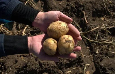 Посадка картофеля: что нужно знать - 10.05.2021, Sputnik Беларусь