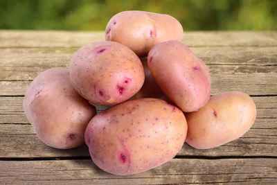 выращивание картофеля и сорта картофеля, коричневый, картошка, сырой фон  картинки и Фото для бесплатной загрузки
