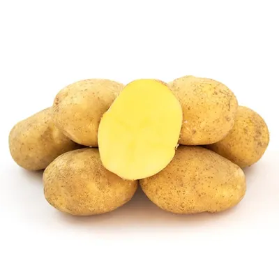 10 самых популярных сортов картофеля. Описание и фото — Ботаничка