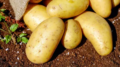 250 лет назад в России опубликована первая научная статья о картофеле