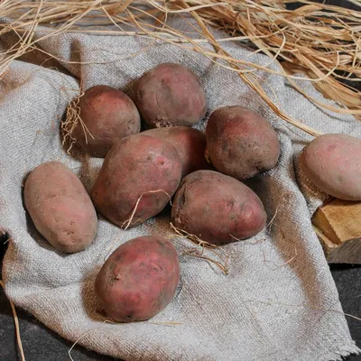 Кербую семенной картофель чайной ложкой — и увеличиваю урожай в 3 раза |  Маленький сад на краю Вселенной | Дзен