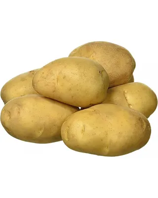 картофельное поле полное свежего картофеля, анно картофель, Hd фотография  фото фон картинки и Фото для бесплатной загрузки