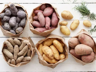 Семенной картофель Констанс (1 репродукция) купить в Украине | Веснодар