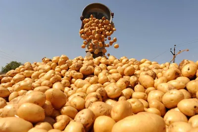 Ученые вывели новый сорт картофеля для функционального питания:  Пресс-релизы: Облгазета