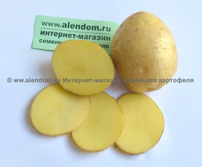 История картофеля: как «земляное яблоко» завоевало мир | Читать статьи по  истории РФ для школьников и студентов
