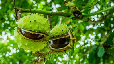 Sprig каштана. Осенью листве. Сбор Chestnutscoloring книги для детей.  Наклейки Иллюстрация вектора - иллюстрации насчитывающей природа, каштан:  195186970