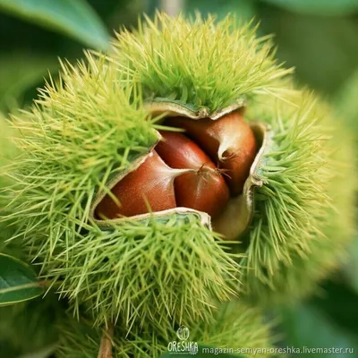 Конский каштан обыкновенный (Aesculus hippocastanum) - PictureThis