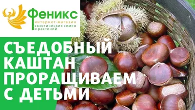 Sprig каштана. Осенью листве. Сбор Chestnutscoloring книги для детей.  Наклейки Иллюстрация вектора - иллюстрации насчитывающей природа, каштан:  195186970