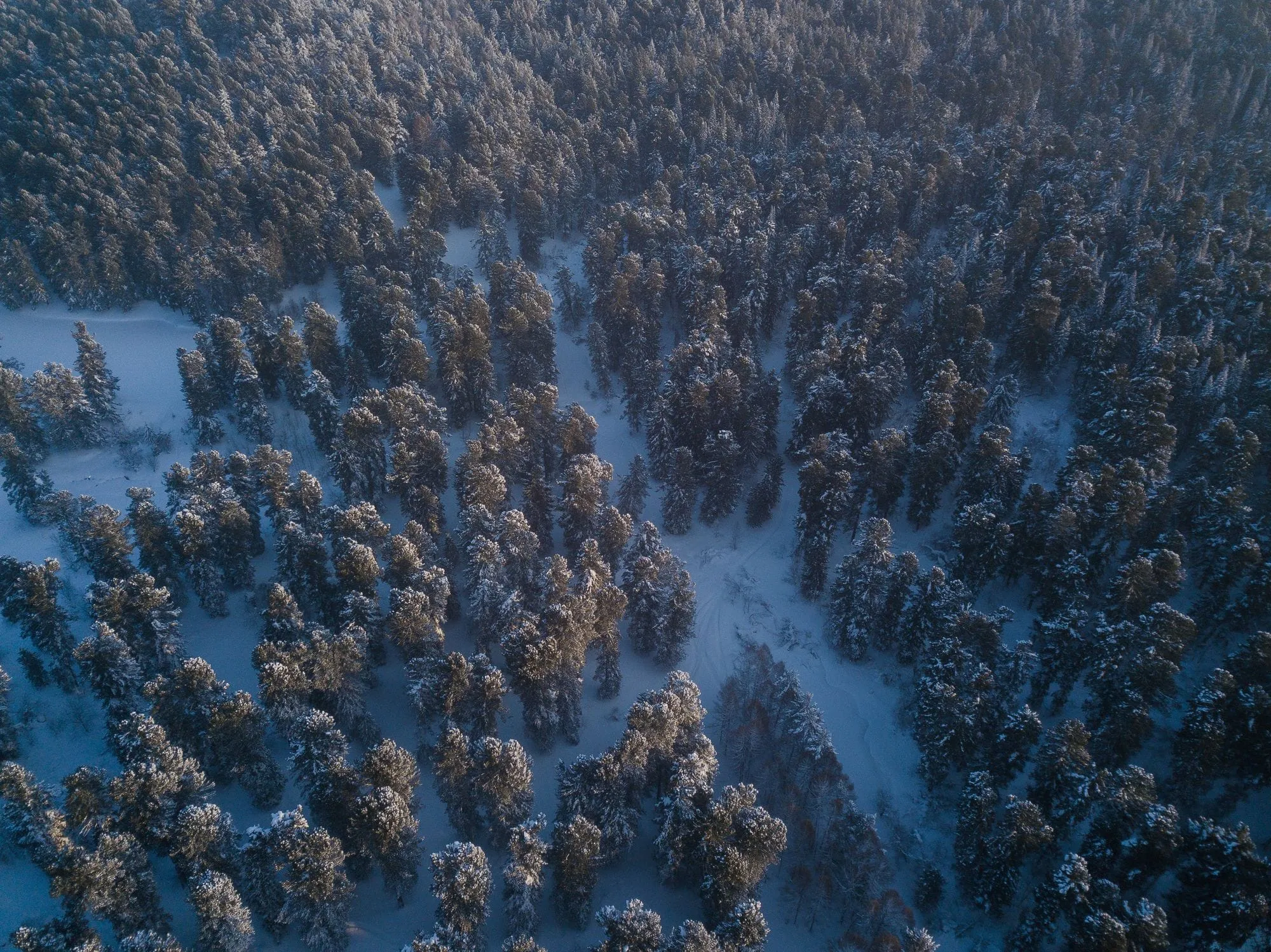 Купить Лес Томская Область