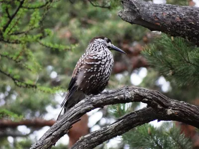 Сойка (Garrulus glandarius). Птицы Сибири.