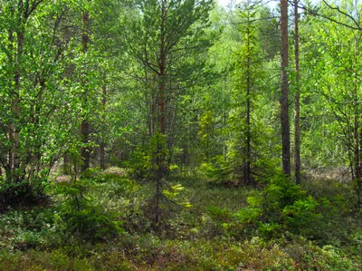 Кедровка – таёжный лесовод | Уральский следопыт 🌲uralstalker | Дзен