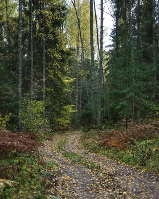 Журавли в осеннем небе - 68 фото