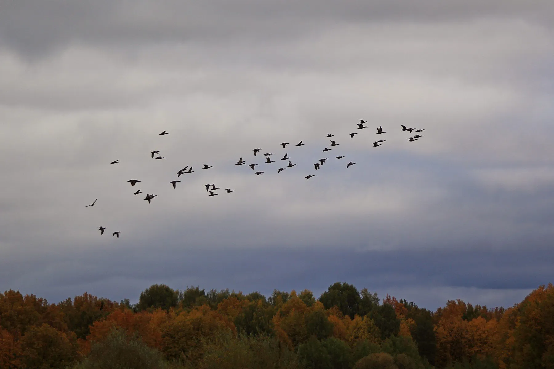 Осень журавлиный Клин. Клин перелетных птиц. Перелётные птицы журавлиный Клин. Осень Клин перелётных птиц.