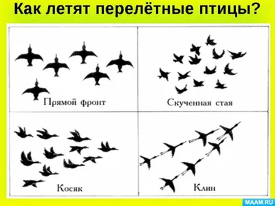 Почему большинство видов перелётных птиц летают стаей в форме клина. |  Мужчина на кухне | Дзен