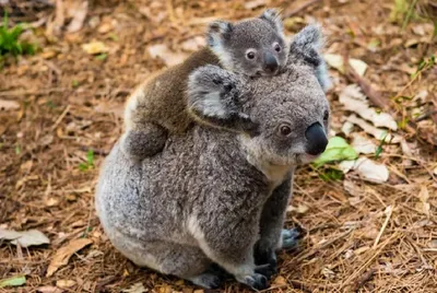 Коала (лат. Phascolarctos cinereus), фото коал