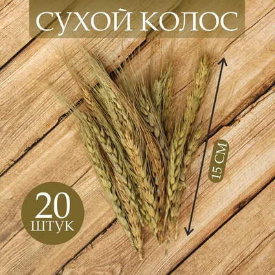 Сухой колос пшеницы, набор 20 шт. купить в Чите Природный декор в  интернет-магазине Чита.дети (2325572)