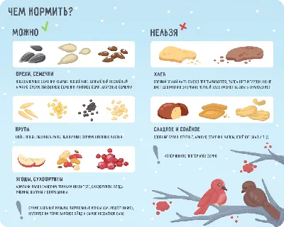 ПОКОРМИТЕ ПТИЦ ЗИМОЙ