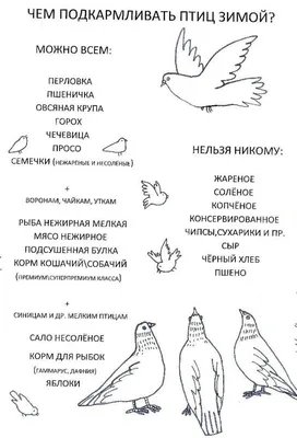 Для птичьих кормушек самое время — Интернет-журнал «Лицей»