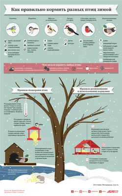 Чем кормить птиц зимой, и от какой еды они могут погибнуть? | По чуть-чуть  о разном | Дзен