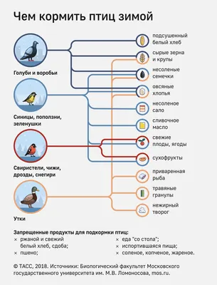 Почему не стоит кормить птиц зимой. Альтернативное мнение. | 🔔 Дикая  Природа Крыма. My-Mriya | Дзен