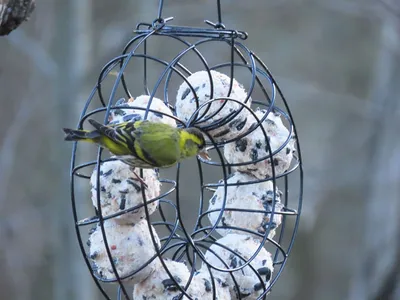 Bird feeders out of plastic bottles - YouTube