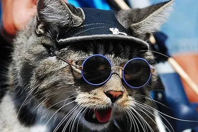 Онлайн пазл «Кот в очках»