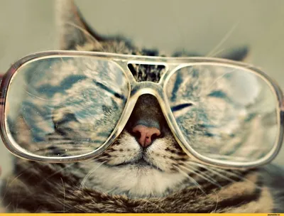 Кот в очках, 4k, профессиональное …» — создано в Шедевруме