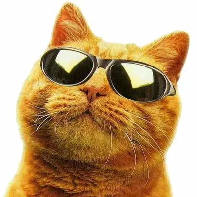 Кот в очках на яхте» — создано в Шедевруме