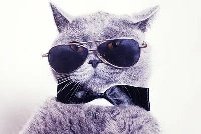 смешной милый рыжий кот в солнечных очках Фото Фон И картинка для  бесплатной загрузки - Pngtree