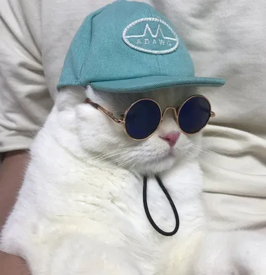 Картинка кот в очках фотографии