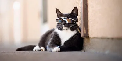 Пафосный черный кот в очках …» — создано в Шедевруме