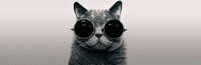 кот в солнечных очках на горе, краска, солнечные очки, животное фон  картинки и Фото для бесплатной загрузки