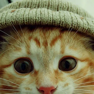 Кот в шапке рисунок - 85 фото