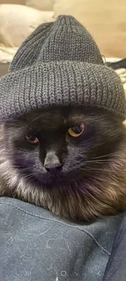 Люди, прошу помощи, кот стал одевать шапку, что делать? | Пикабу