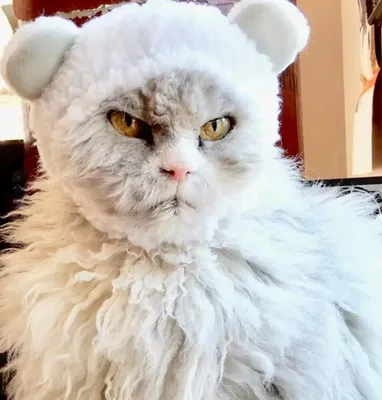 Недовольный кот в шапке | Георгий Благодарный | Дзен