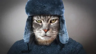 Кот в шапке ушанке арт - 68 фото