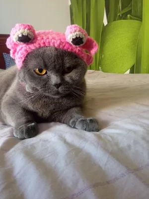 Кот в шапке | Шапка, Кот, Вязание