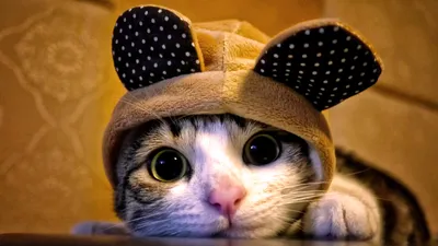 кот в шапке | Кот, Шапка