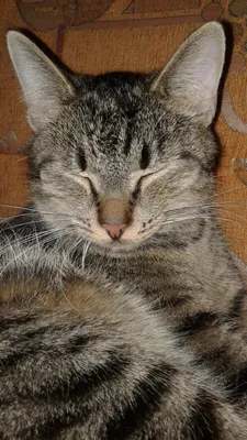 Соцсети покорил няшний кот, который похож на кота из \"Шрека\" (ФОТО)